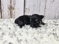 Gibson, a male Yorkshire Terrier for sale in Roanoke Rapids, NC – Photo 5 of 9