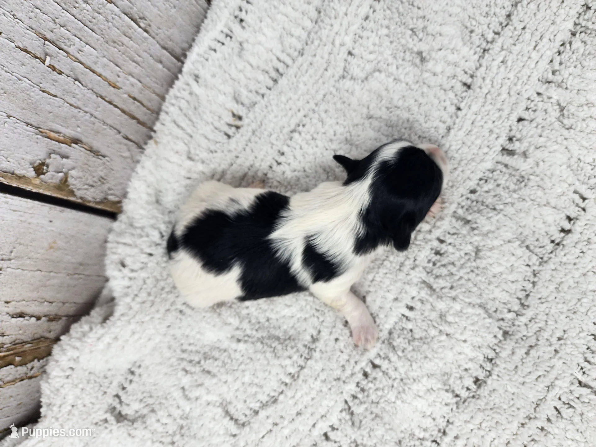 Ciara, a female Yorkshire Terrier for sale in Roanoke Rapids, NC – Photo 3 of 3