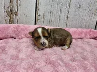 River, a male Yorkshire Terrier for sale in Roanoke Rapids, NC – 2 of 2
