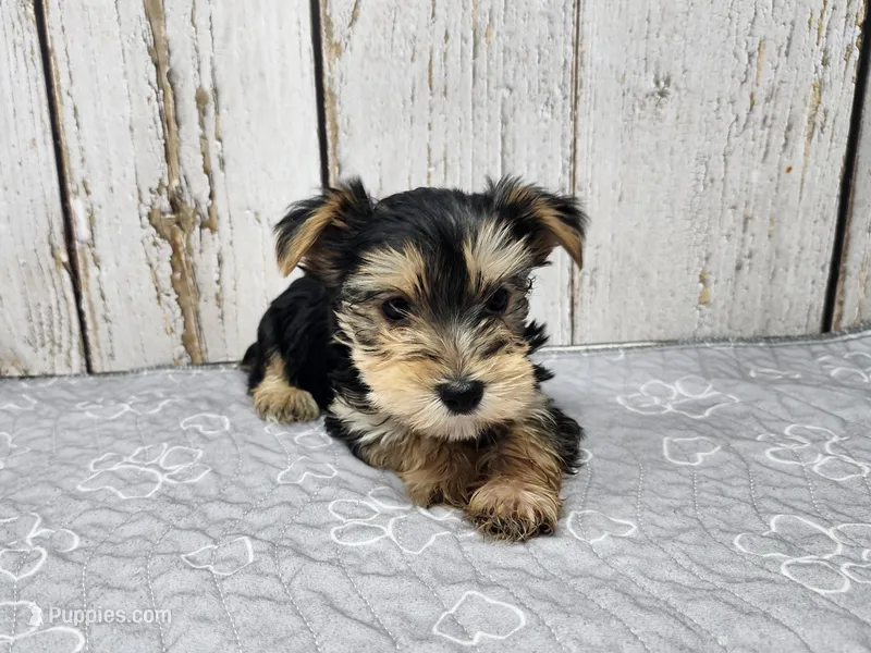 Michael – Yorkshire Terrier puppy for sale in Roanoke Rapids, NC