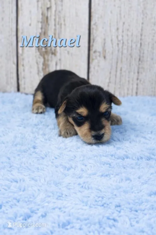 Michael – Yorkshire Terrier puppy for sale in Roanoke Rapids, NC