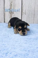 Michael, a male Yorkshire Terrier for sale in Roanoke Rapids, NC – 4 of 4