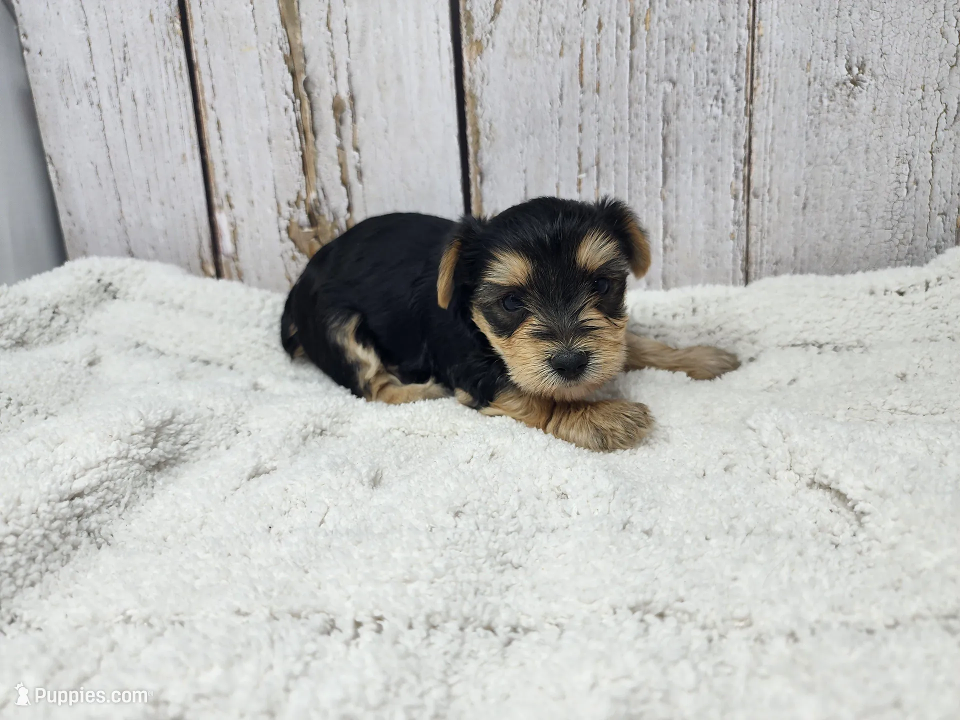 Michael – Yorkshire Terrier puppy for sale in Roanoke Rapids, NC