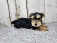Michael, a male Yorkshire Terrier for sale in Roanoke Rapids, NC – 2 of 4