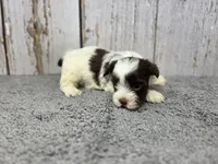 Fettuccine , a male Yorkshire Terrier for sale in Roanoke Rapids, NC – 2 of 4