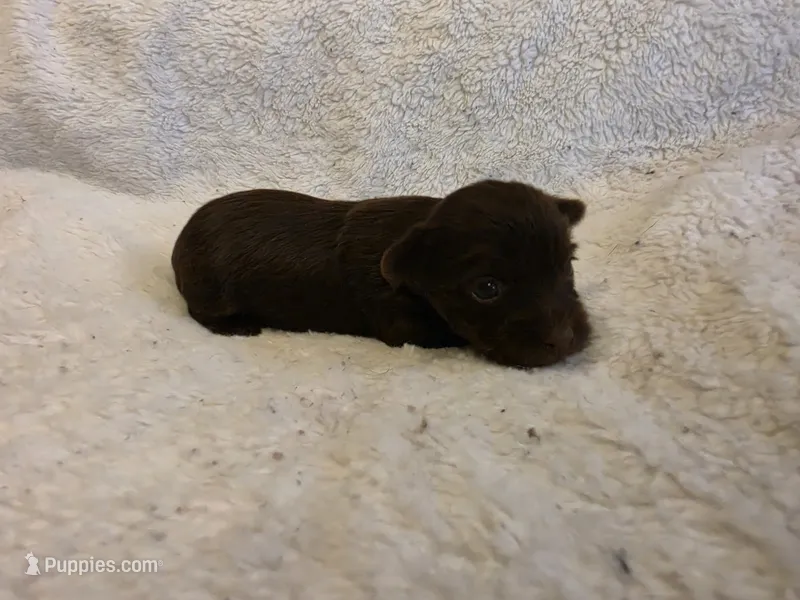 Dove – Yorkshire Terrier puppy for sale in Roanoke Rapids, NC