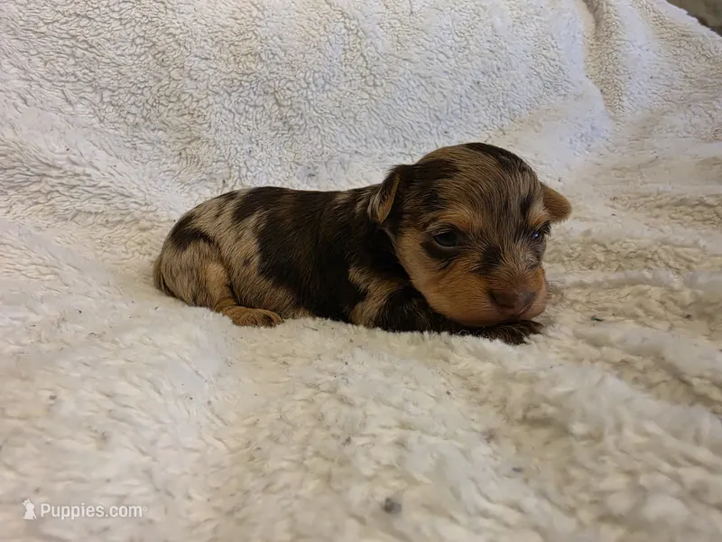 Reese – Yorkshire Terrier puppy for sale in Roanoke Rapids, NC