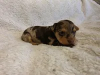 Reese, a female Yorkshire Terrier for sale in Roanoke Rapids, NC – 1 of 1