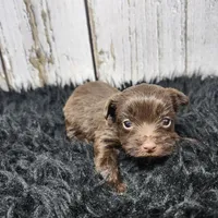 Accona, a male Yorkshire Terrier for sale in Roanoke Rapids, NC – Photo 1 of 6