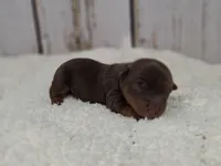 Oak, a male Yorkshire Terrier for sale in Roanoke Rapids, NC – Photo 6 of 6