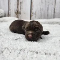 Accona, a male Yorkshire Terrier for sale in Roanoke Rapids, NC – Photo 3 of 6