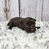 Accona, a male Yorkshire Terrier for sale in Roanoke Rapids, NC – Photo 2 of 6