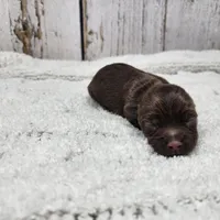 Accona, a male Yorkshire Terrier for sale in Roanoke Rapids, NC – Photo 5 of 6