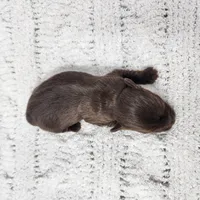 Accona, a male Yorkshire Terrier for sale in Roanoke Rapids, NC – Photo 6 of 6