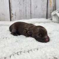 Accona, a male Yorkshire Terrier for sale in Roanoke Rapids, NC – Photo 4 of 6