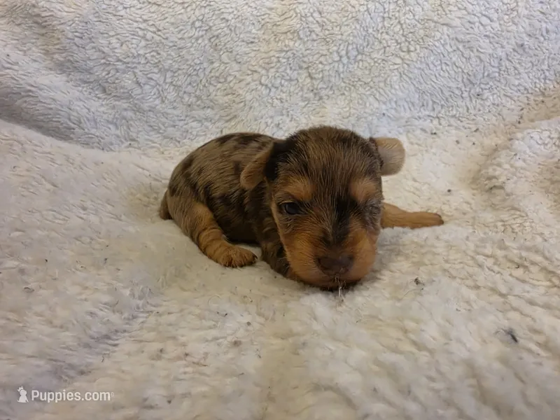 Hershey – Yorkshire Terrier puppy for sale in Roanoke Rapids, NC