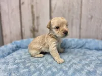 Anakin, a male Yorkshire Terrier for sale in Roanoke Rapids, NC – 2 of 2