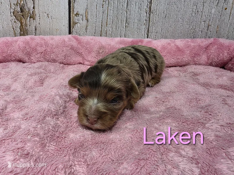 Laken – Yorkshire Terrier puppy on hold in Roanoke Rapids, NC