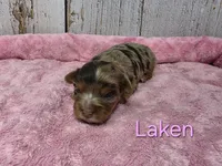 Laken, a female Yorkshire Terrier for sale in Roanoke Rapids, NC – 1 of 2