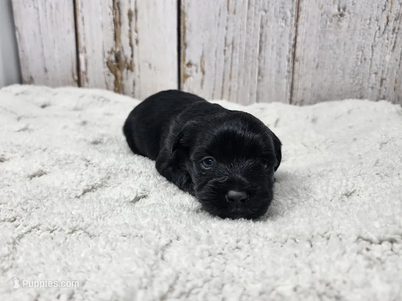 Eloise – Yorkshire Terrier puppy for sale in Roanoke Rapids, NC