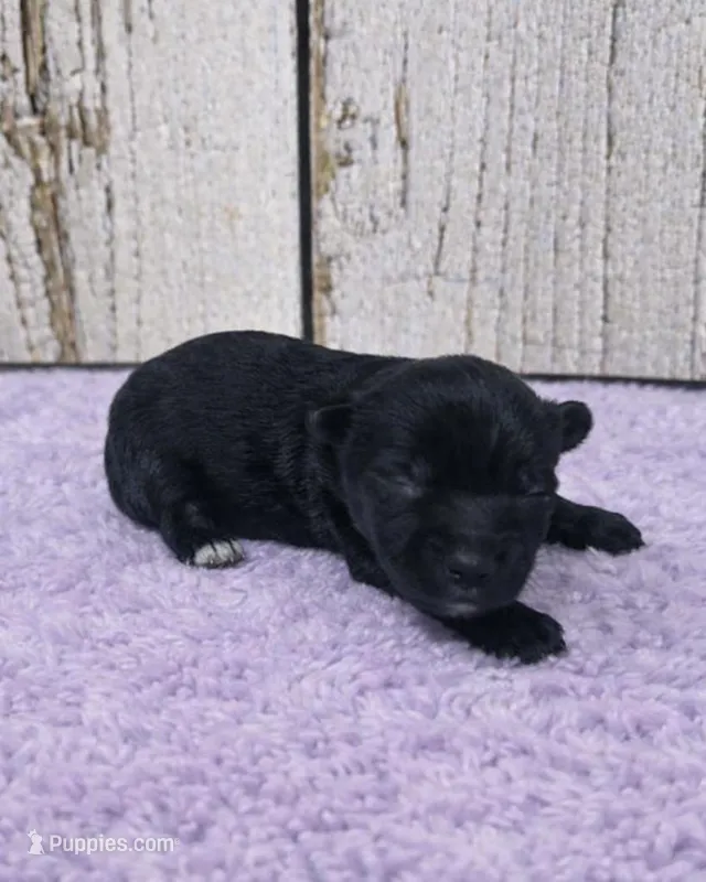 Eloise – Yorkshire Terrier puppy for sale in Roanoke Rapids, NC