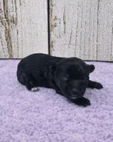 Eloise, a female Yorkshire Terrier for sale in Roanoke Rapids, NC – 4 of 4