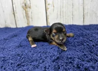 Espresso , a female Yorkshire Terrier for sale in Roanoke Rapids, NC – 2 of 2