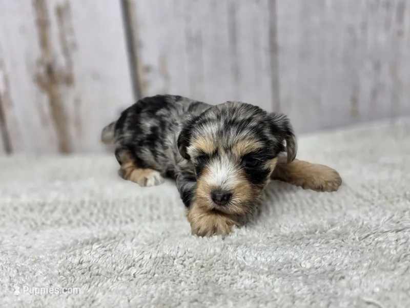 Lollipop – Yorkshire Terrier puppy for sale in Roanoke Rapids, NC