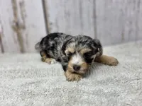 Lollipop, a female Yorkshire Terrier for sale in Roanoke Rapids, NC – 1 of 3