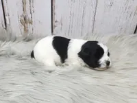 Trefoil, a female Yorkshire Terrier for sale in Roanoke Rapids, NC – Photo 10 of 10