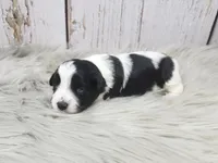 Trefoil, a female Yorkshire Terrier for sale in Roanoke Rapids, NC – Photo 8 of 10