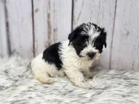 Trefoil, a female Yorkshire Terrier for sale in Roanoke Rapids, NC – Photo 2 of 10