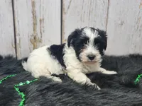 Trefoil, a female Yorkshire Terrier for sale in Roanoke Rapids, NC – Photo 3 of 10