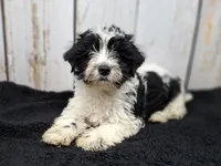 Trefoil, a female Yorkshire Terrier for sale in Roanoke Rapids, NC – Photo 1 of 10