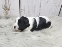 Trefoil, a female Yorkshire Terrier for sale in Roanoke Rapids, NC – Photo 7 of 10