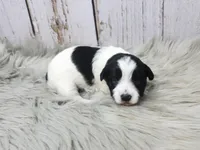 Trefoil, a female Yorkshire Terrier for sale in Roanoke Rapids, NC – Photo 9 of 10