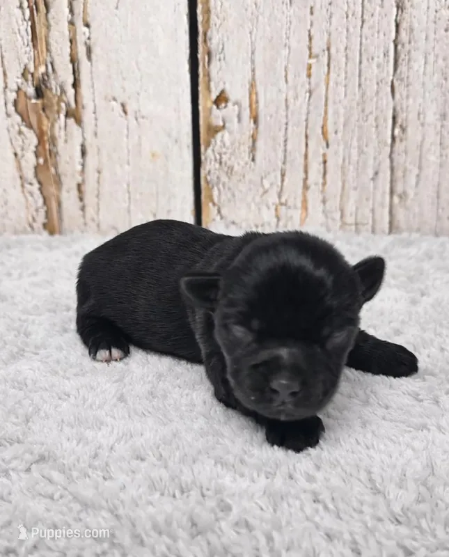 Gregory – Yorkshire Terrier puppy for sale in Roanoke Rapids, NC