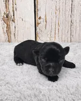 Gregory, a male Yorkshire Terrier for sale in Roanoke Rapids, NC – Photo 4 of 4