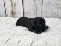 Gregory, a male Yorkshire Terrier for sale in Roanoke Rapids, NC – Photo 3 of 4