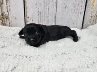 Gregory, a male Yorkshire Terrier for sale in Roanoke Rapids, NC – Photo 2 of 4