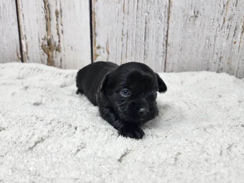 Gregory – Yorkshire Terrier puppy for sale in Roanoke Rapids, NC