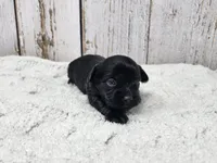 Gregory, a male Yorkshire Terrier for sale in Roanoke Rapids, NC – Photo 1 of 4