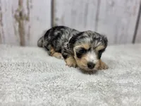 Lollipop, a female Yorkshire Terrier for sale in Roanoke Rapids, NC – 2 of 3