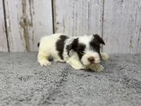 Fettuccine , a male Yorkshire Terrier for sale in Roanoke Rapids, NC – 3 of 4