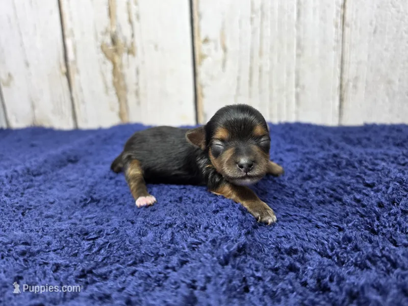 Espresso  – Yorkshire Terrier puppy for sale in Roanoke Rapids, NC