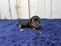 Espresso , a female Yorkshire Terrier for sale in Roanoke Rapids, NC – 1 of 2