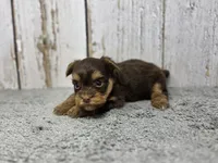 Rigatoni, a male Yorkshire Terrier for sale in Roanoke Rapids, NC – 2 of 3