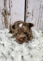 Sonoran, a male Yorkshire Terrier for sale in Roanoke Rapids, NC – Photo 2 of 9