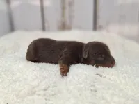 Oak, a male Yorkshire Terrier for sale in Roanoke Rapids, NC – Photo 5 of 6