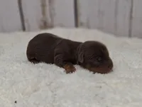 Oak, a male Yorkshire Terrier for sale in Roanoke Rapids, NC – Photo 4 of 6